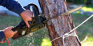 How Our Tree Care Process Works  in  Pleasant Garden, NC