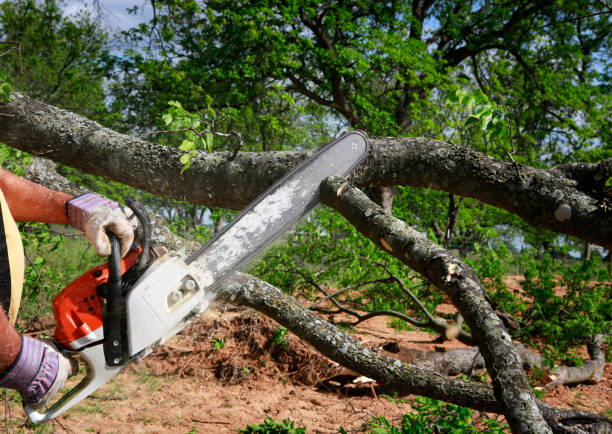 Leaf Removal in Pleasant Garden, NC